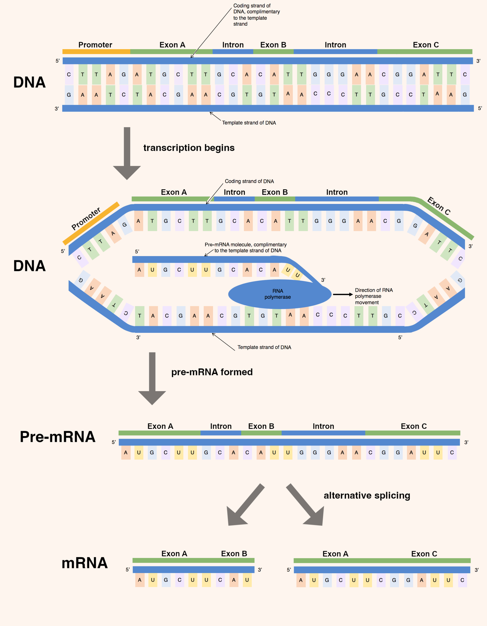 Transcription from DNA to Pre-mRNA to mRNA